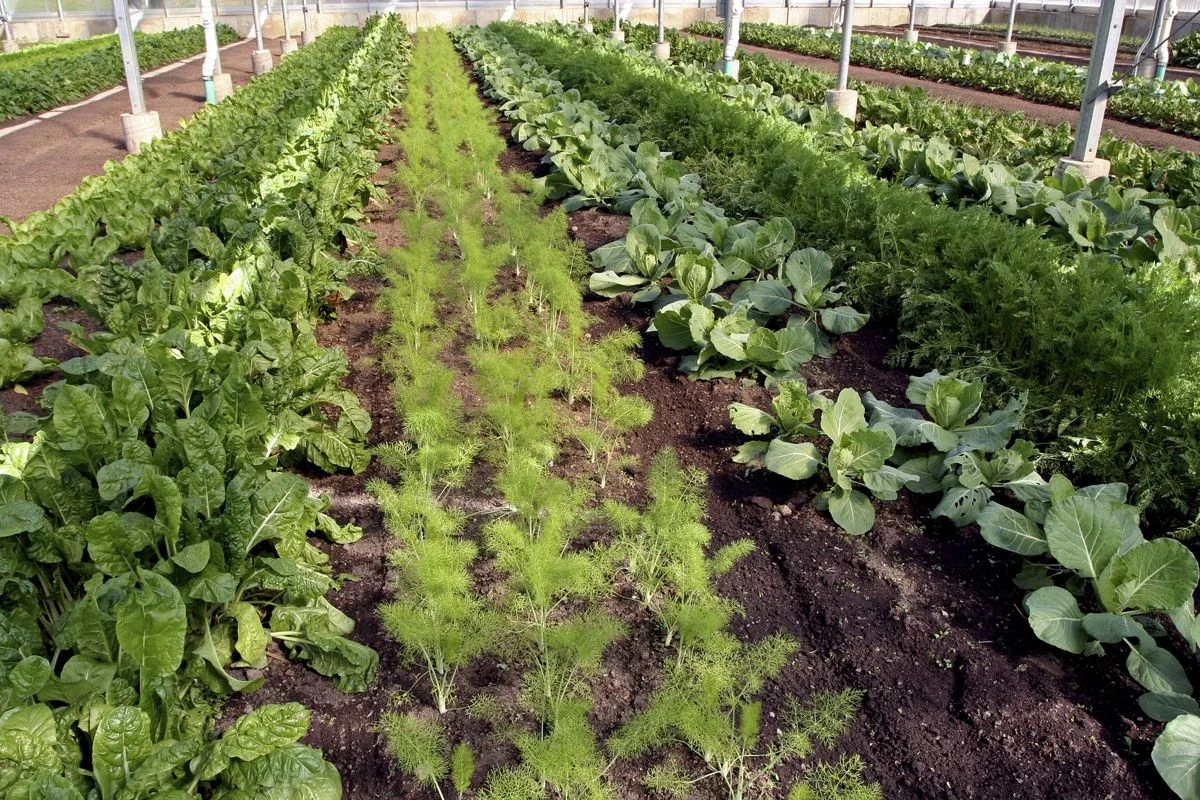 Lettuce, chicory, cabbage and carrot grown side-by-side.