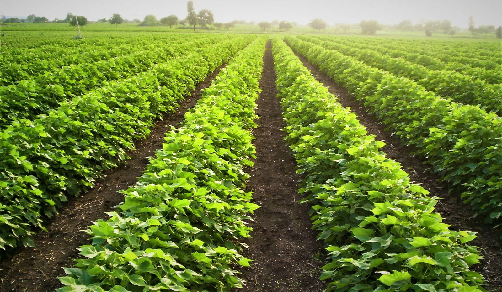 A healthy Indian cotton field at sunrise.