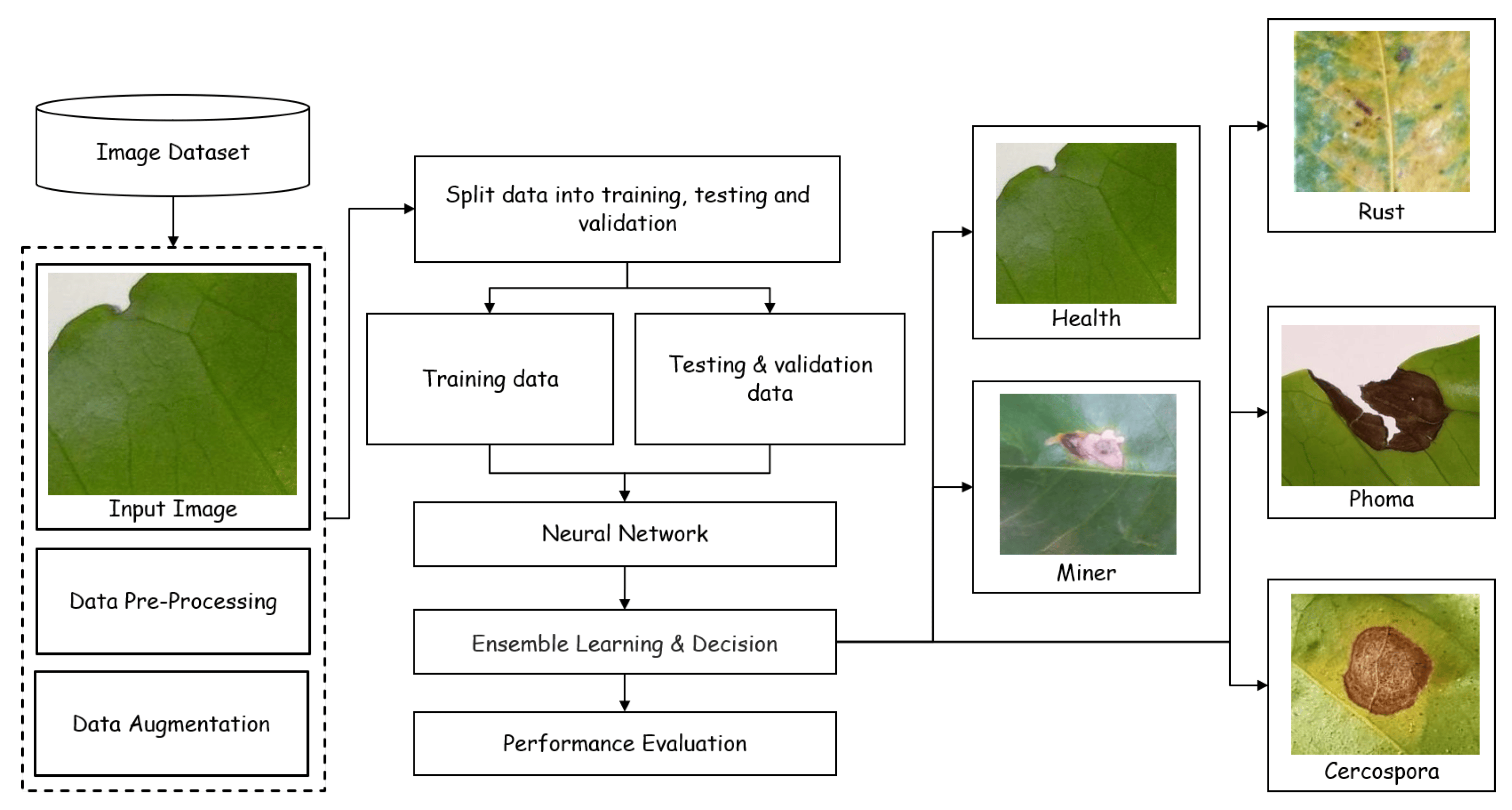 A workflow for visual machine learning to identify plant diseases.