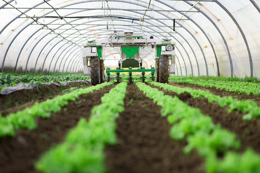 A naio weed-control robot working in the ruts in a polytunnel