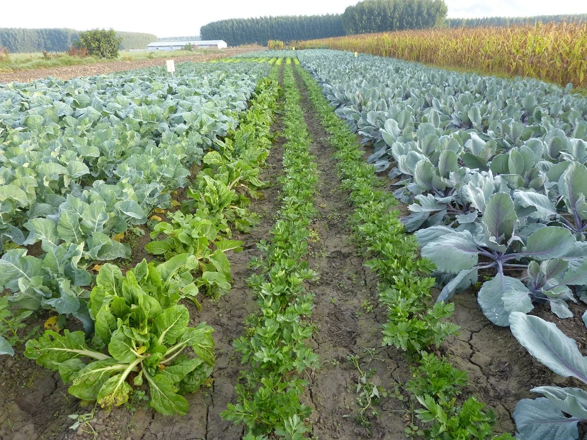 Polyculture: growing various crop plants together.