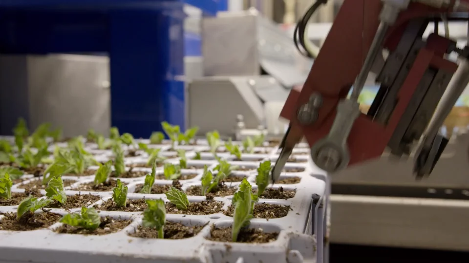 A robot placing cuttings in their rooting medium.