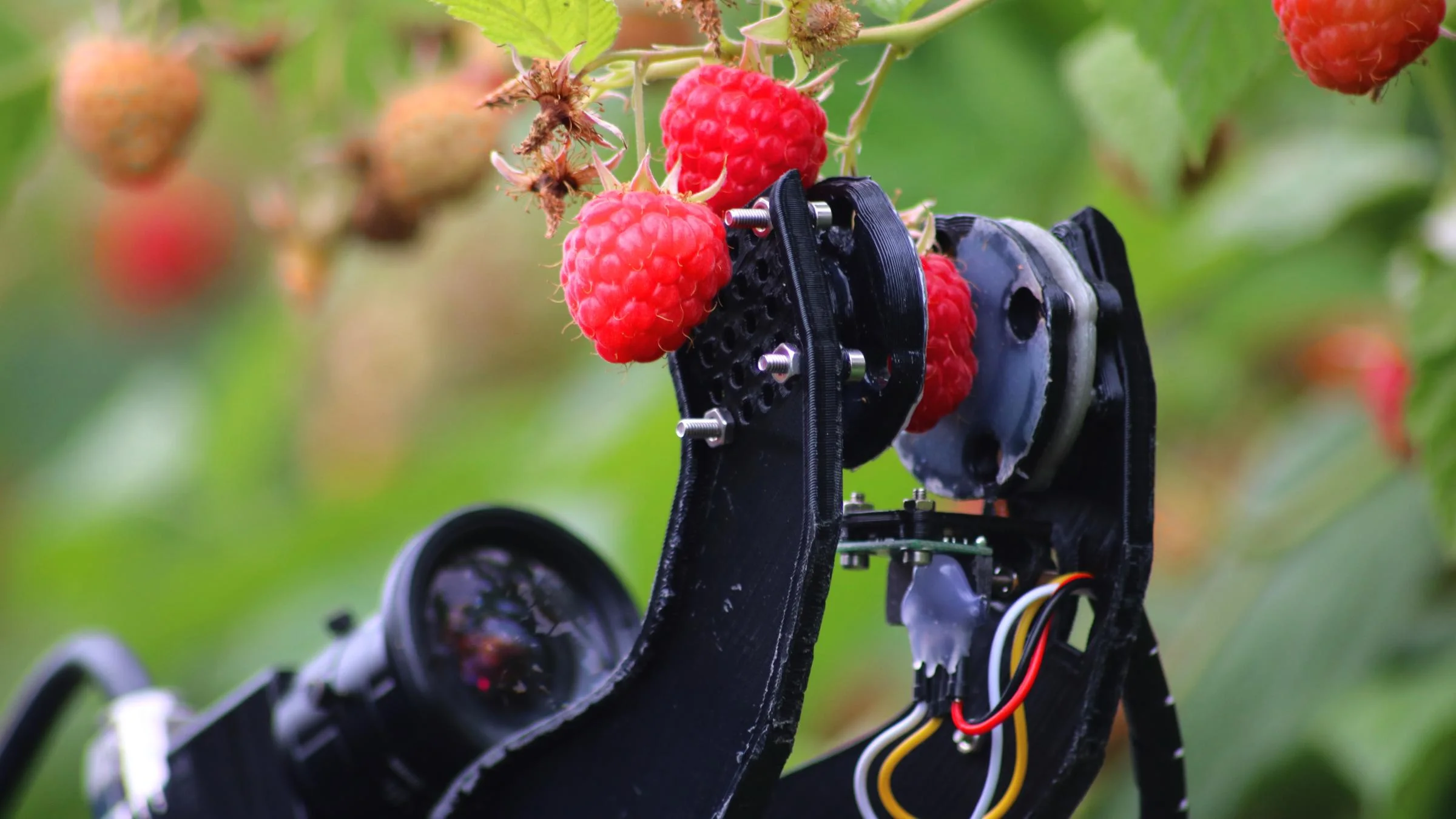 An extremely gentle robot manipulator carefully picking a ripe raspberry