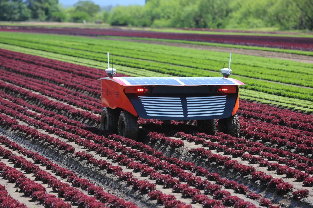 A light-weight robot taking up a much narrower furrow than a tractor (or a person) would require.