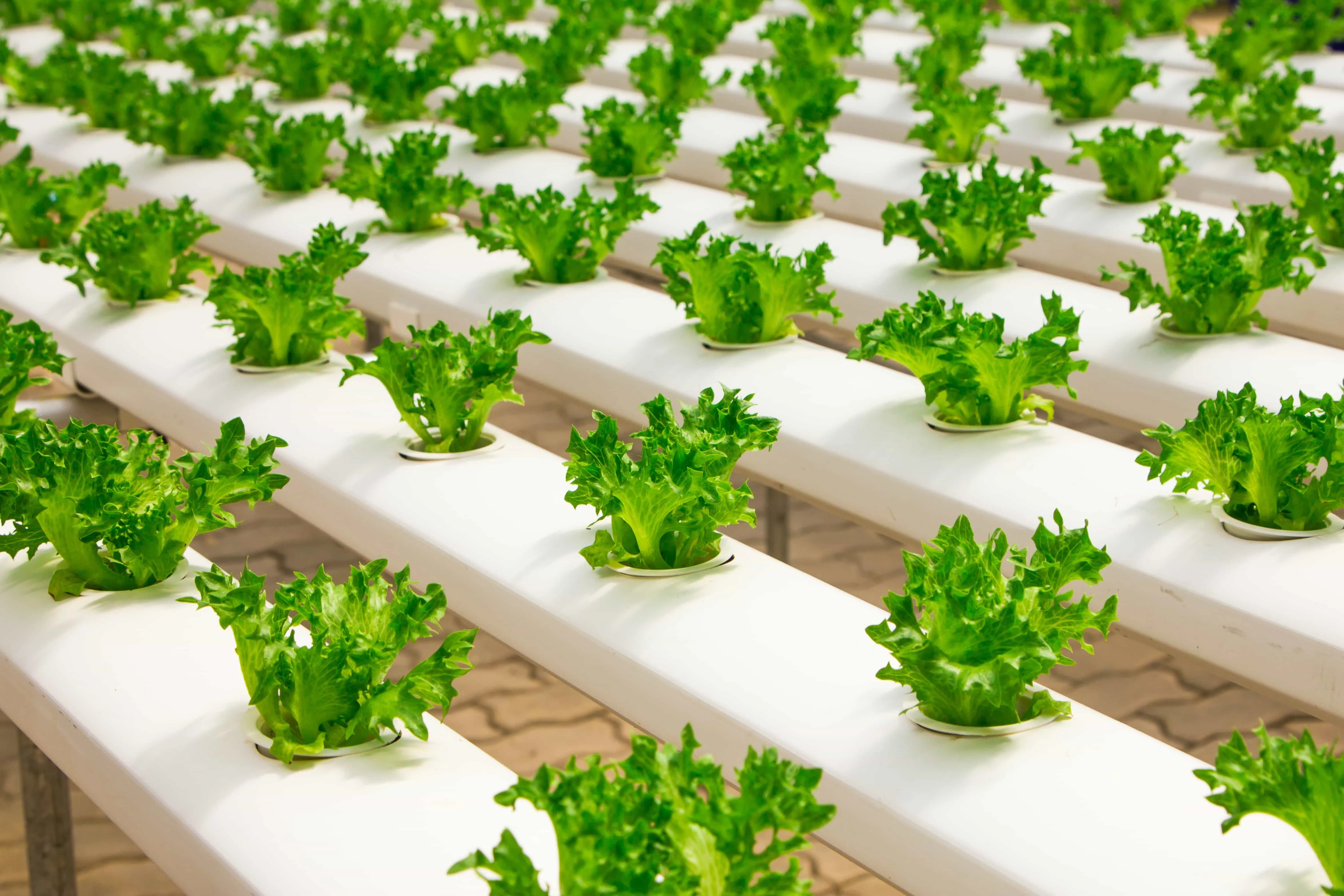 A lettuce grown hydroponically with its roots in a carefully controlled nutrient solution.