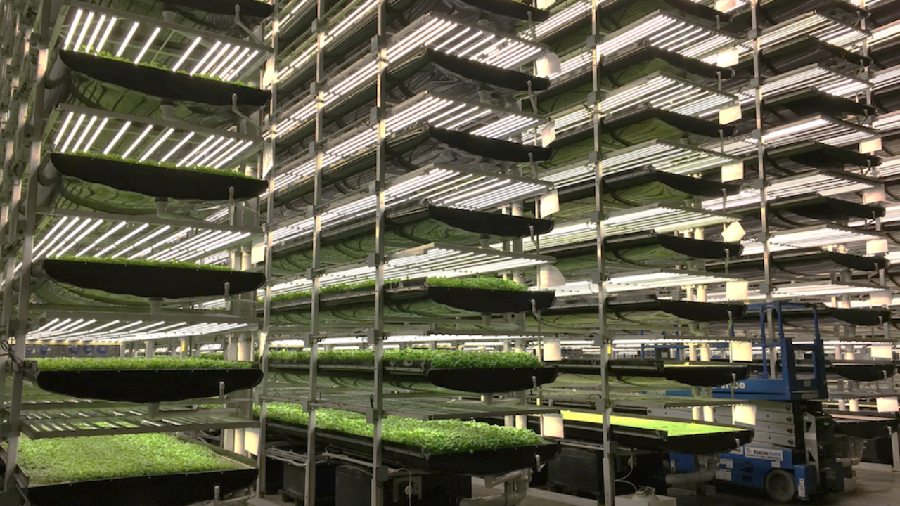 How vertical farms can save enormous amounts of space.